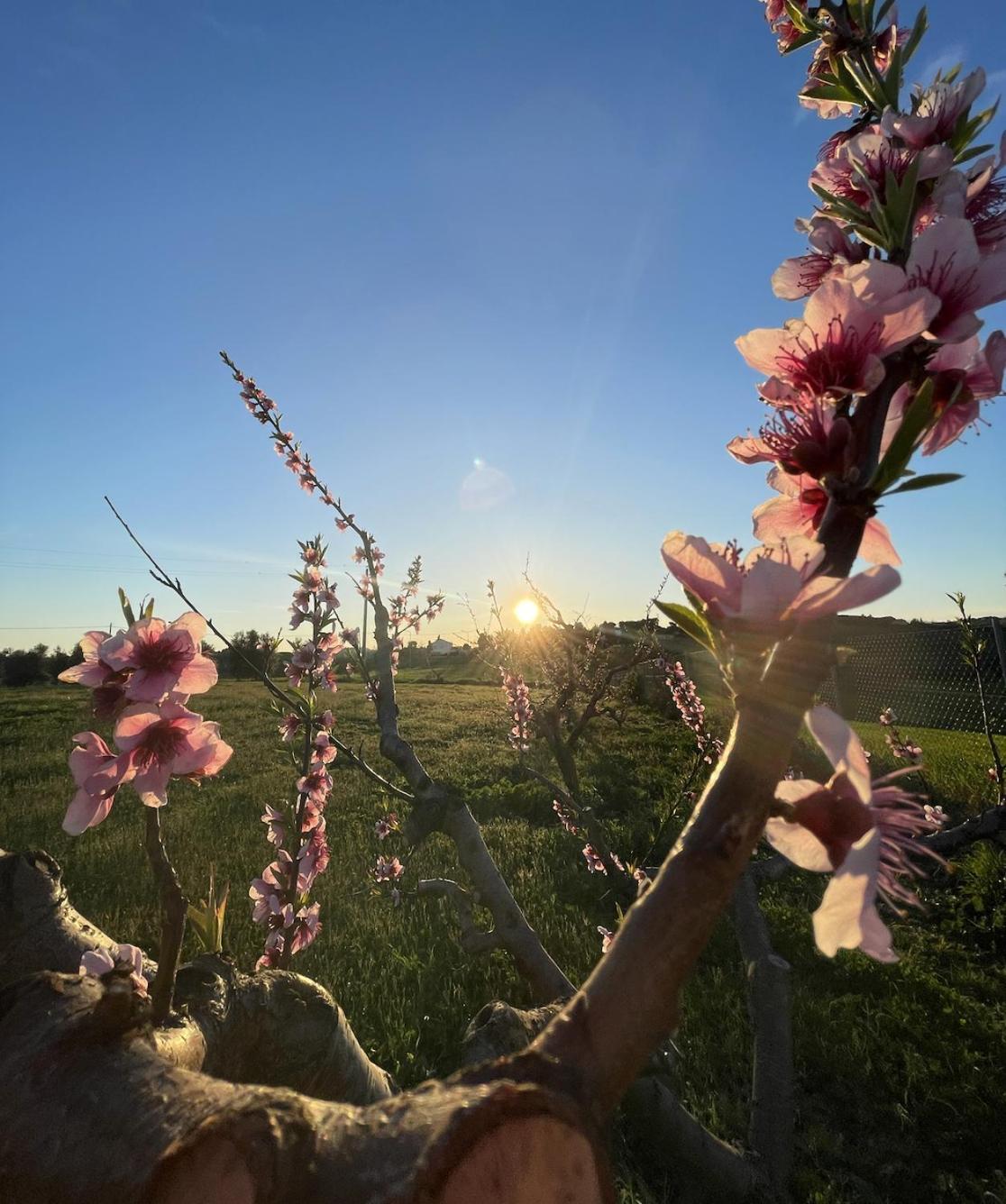 Agriturismo Le Grange Numana Ngoại thất bức ảnh
